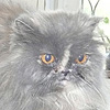 1611