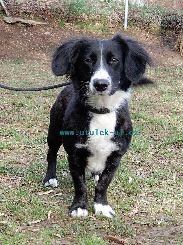 Fenka Haida K Adopci V Utulku V Usti Nad Labem Je Cernobila Maleho Vzrustu 3 Roky Stara E Mail Utulek Utulek Ul Cz Tel 472 775 202 Dogs Animals